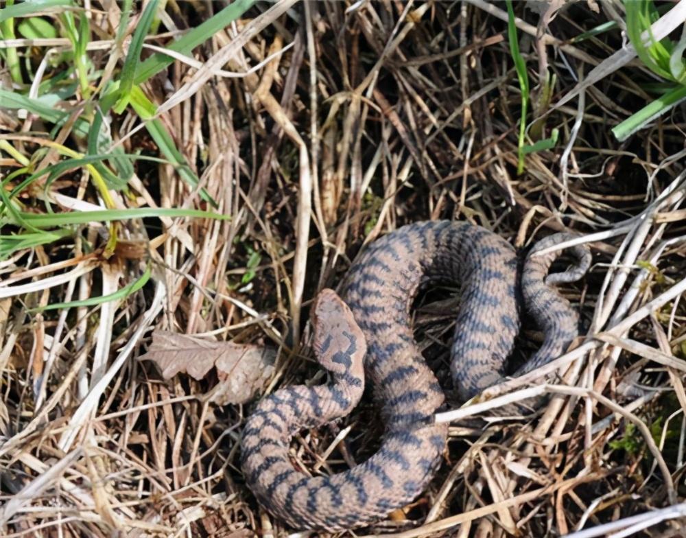 湖北,孕育希望的沃土🌿